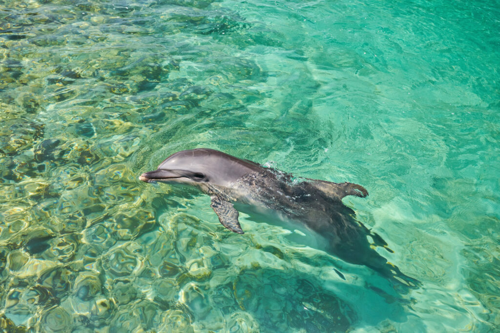 Beautiful dolphin smiling in blue swimming pool water on clear sunny day. Dolphin portrait while looking at you while smiling